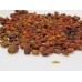 Orange Seabuckthorn Berry Fruit seeds *High Vitamin C